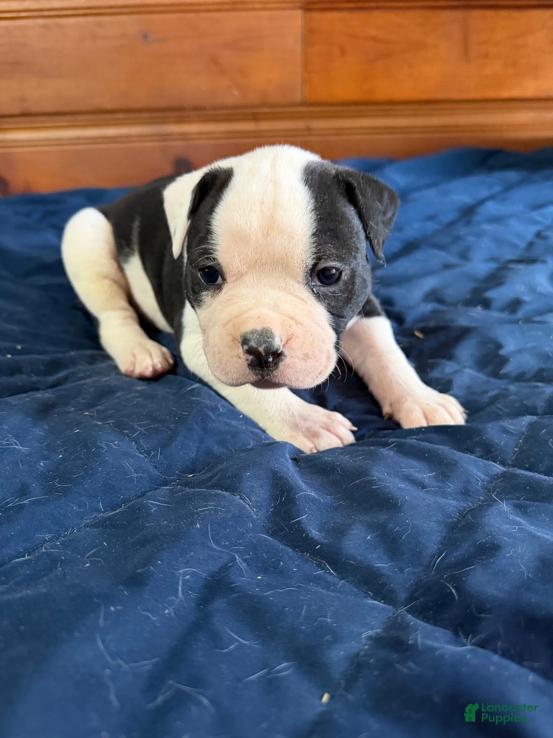 American Bulldog dogs for sale: Lucy - Ad 3
