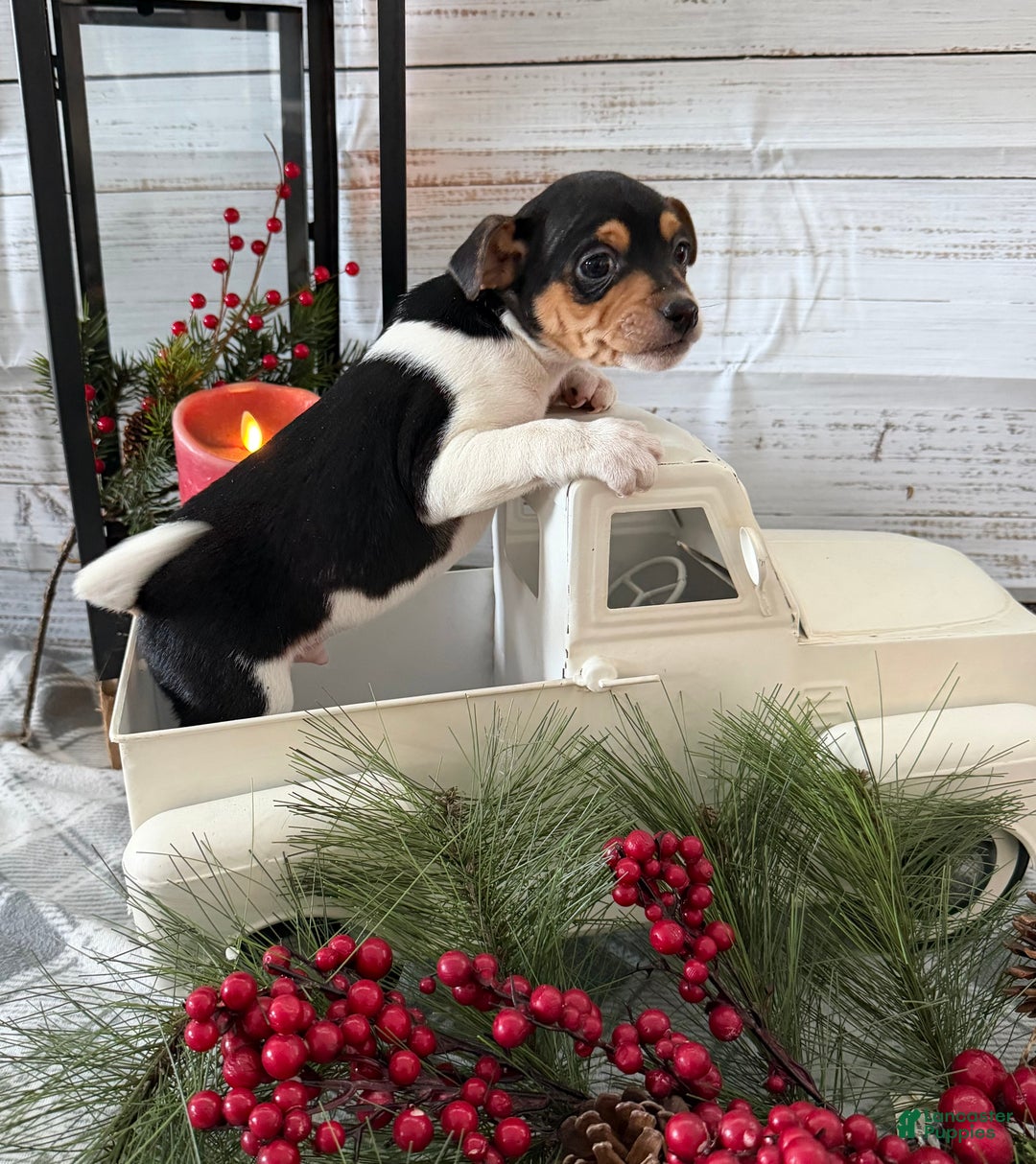 Toy Fox Terrier dogs for sale: Tucker - Ad 3