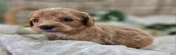 Cavapoo dogs for sale: Miles - Ad 24