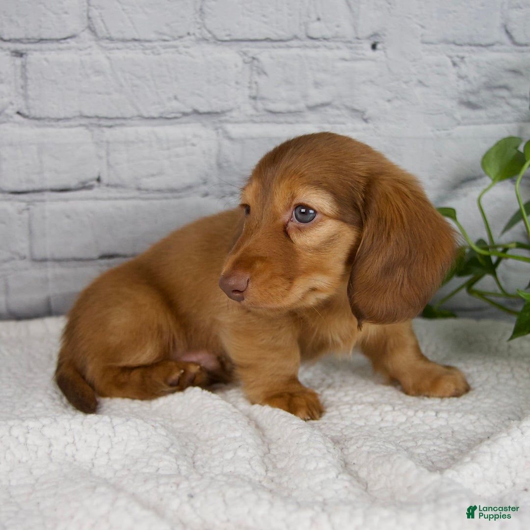 Miniature Dachshund dogs for sale: Durant - Ad 5