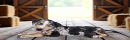 Catahoula Leopard Dog dogs for sale: MS 2026 Male 1 - Ad 5