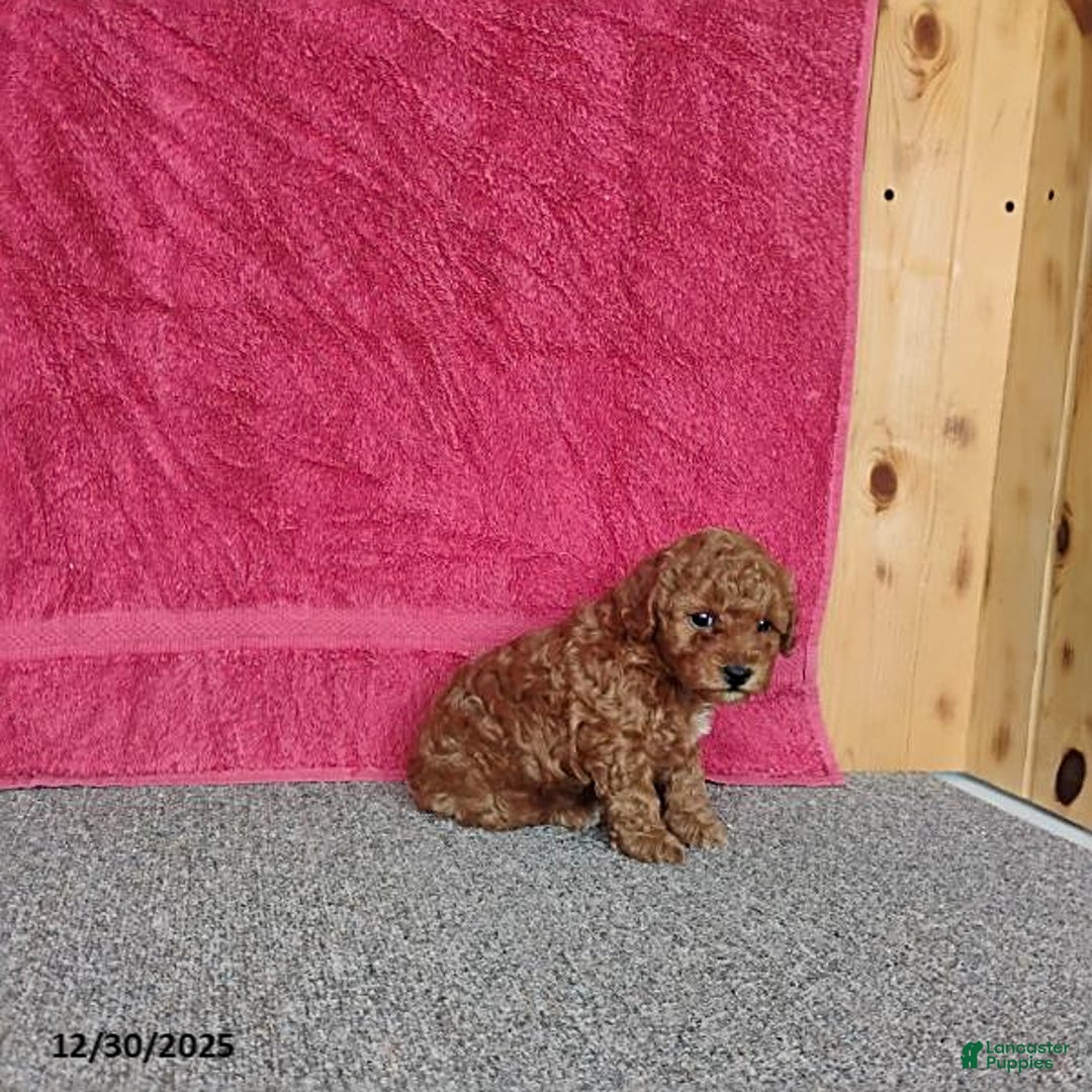 Toy Poodle dogs for sale: Chewy - Ad 8
