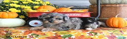 Yorkiepoo dogs for sale: Autumn - Ad 4