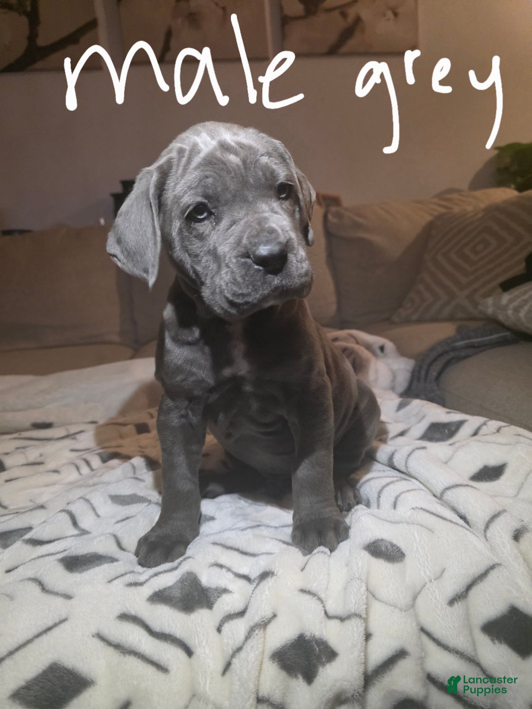 Cane Corso dogs for sale: Cane Corso Puppy 3 - Ad 1