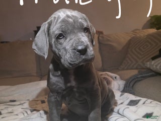 Cane Corso dogs Cane Corso Puppy 3 - Ad 3