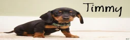 Miniature Dachshund dogs for sale: Timmy - Ad 3