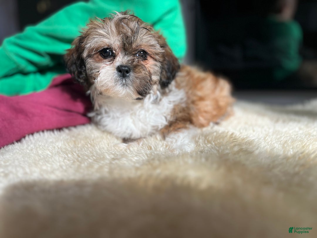 Teddy Bear dogs for sale: Alvidia - Ad 2