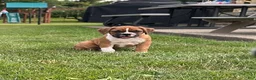 Boxer dogs for sale: Boxer 3 - Ad 6