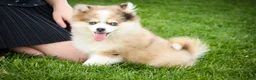 Pomsky dogs for sale: Sebastian - Ad 5