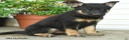 Gerberian Shepsky dogs for sale: Tyson - Ad 3