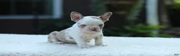 French Bulldog dogs for sale: Jewel - Ad 10