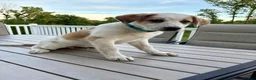 Mixed Breed dogs for sale: Harley - Ad 3