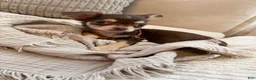 Chihuahua dogs for sale: Chocolate 4lbs fully grown - Ad 2