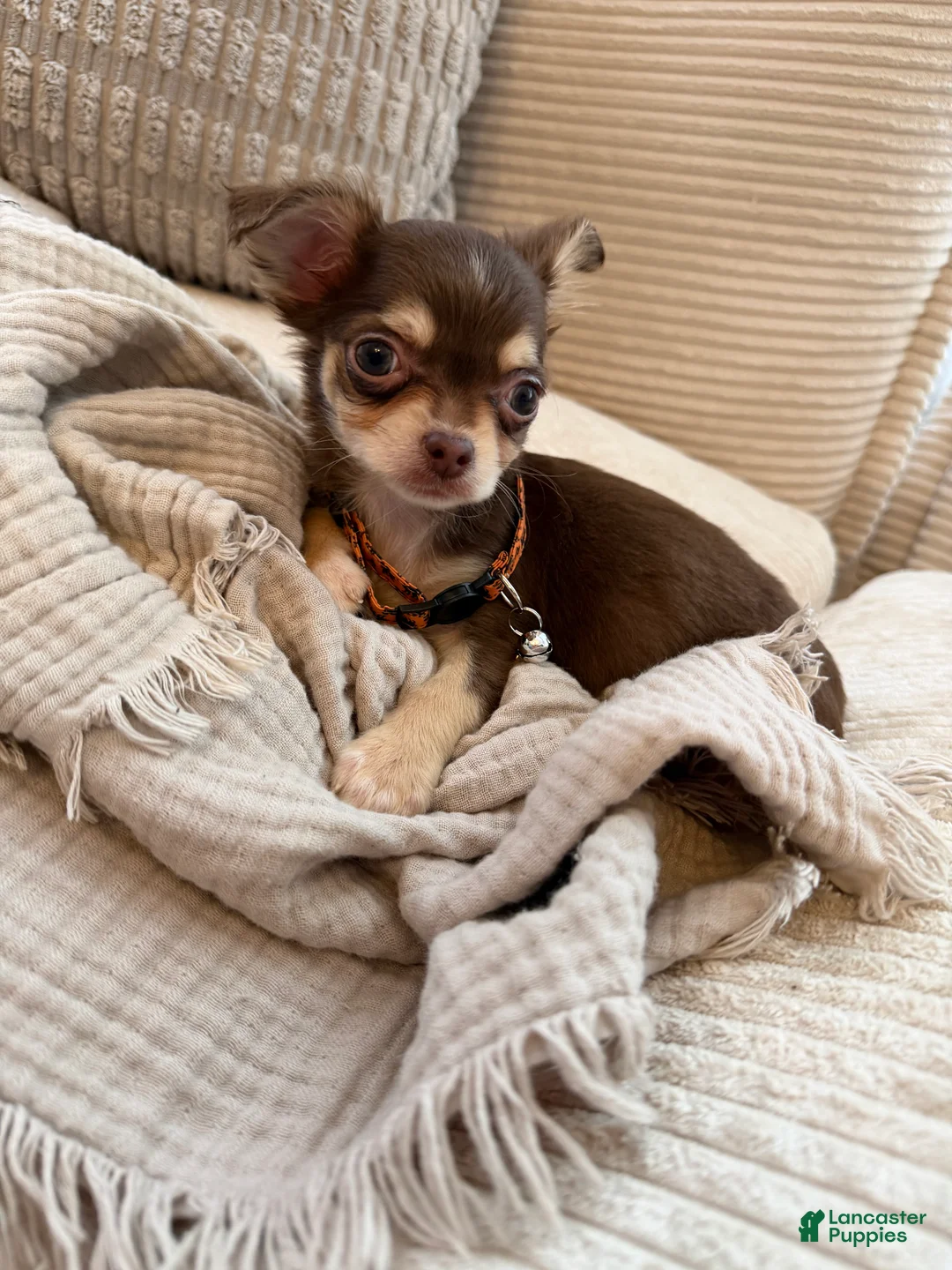 Chihuahua dogs for sale: Chocolate 4lbs fully grown - Ad 2