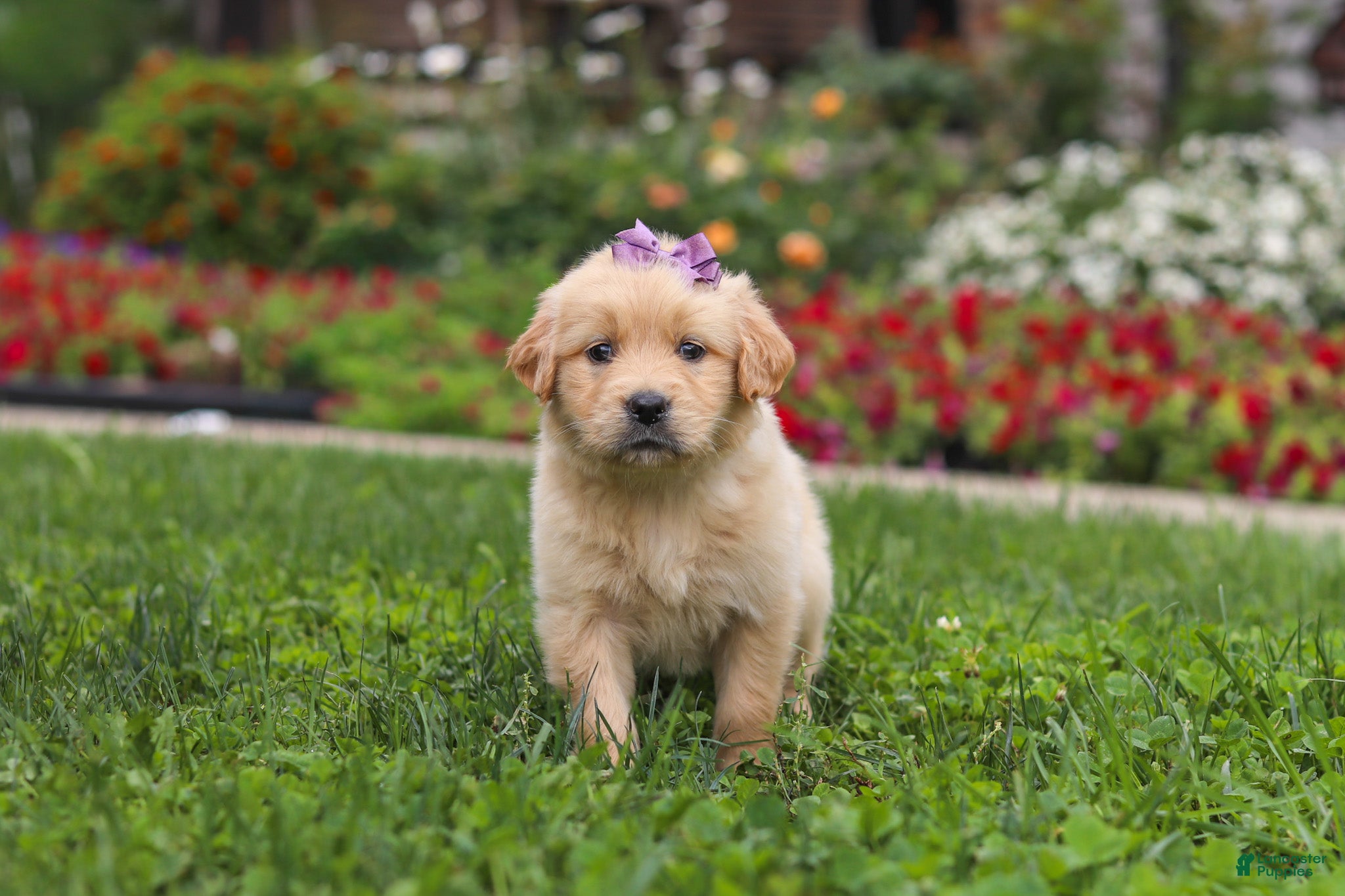 Golden Retriever dogs Becky - Ad 1