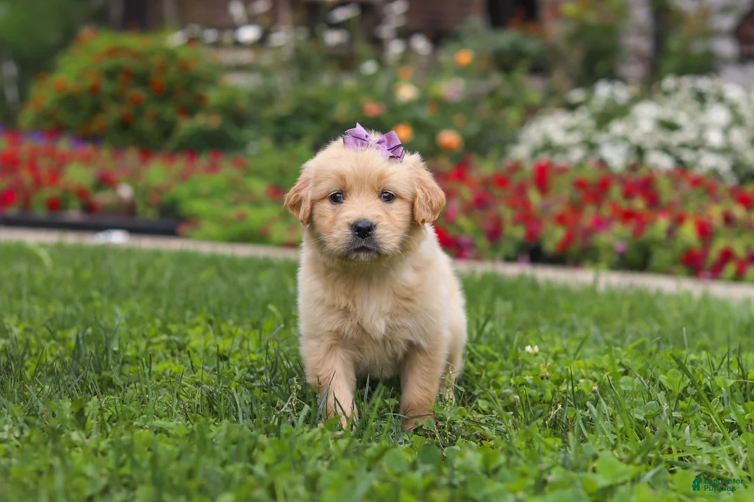 Golden Retriever dogs for sale: Becky - Ad 1