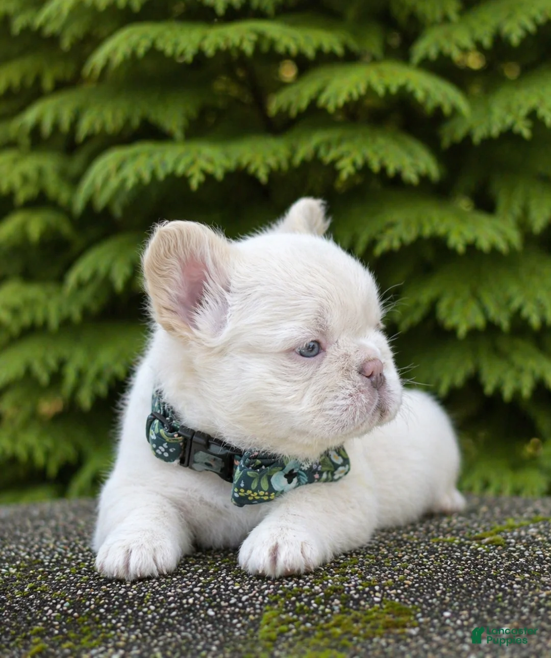 French Bulldog dogs for sale: Leo - Ad 2