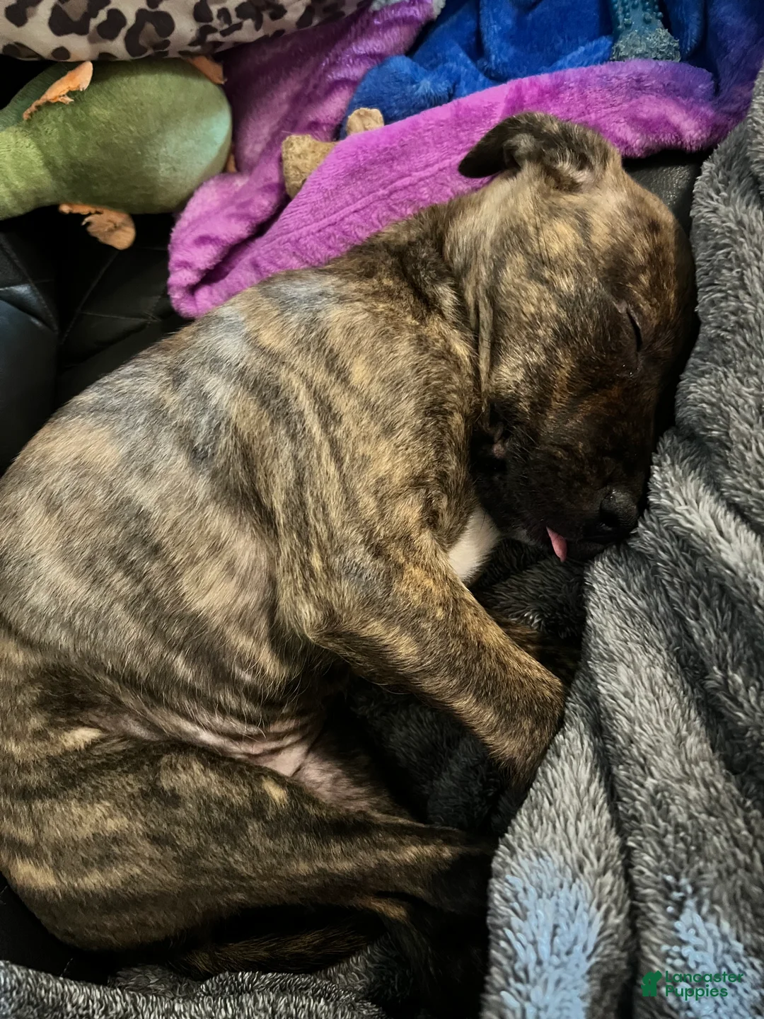 American Pit Bull Terrier dogs for sale: Resien - Ad 1