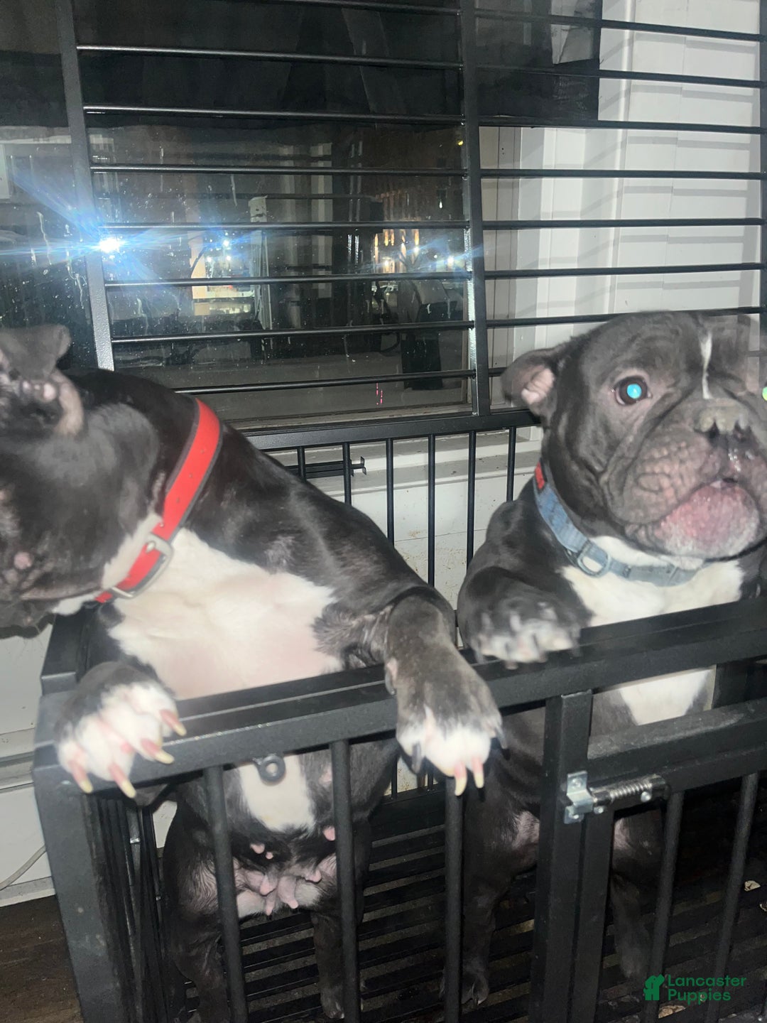American Bully dogs for sale: American Bully Puppy 1 - Ad 6