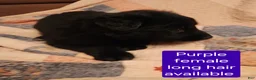 German Shepherd dogs for sale: German Shepherd Puppy 4 - Ad 3