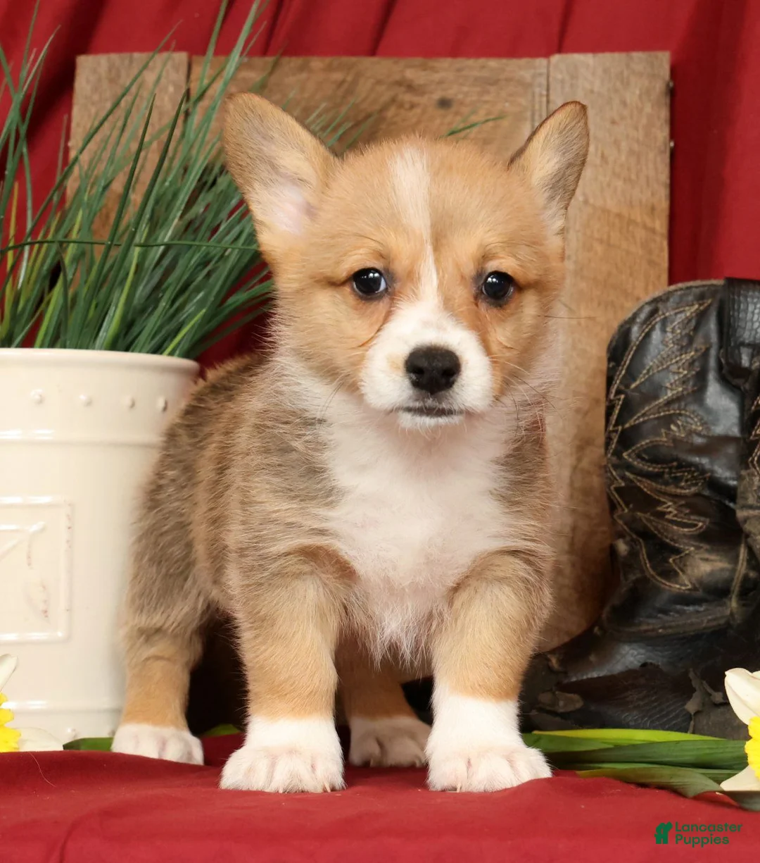 Welsh Corgi Pembroke dogs for sale: Darcy Genetic Clear - Ad 1
