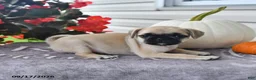 Puggle dogs for sale: Sunflower - Ad 3