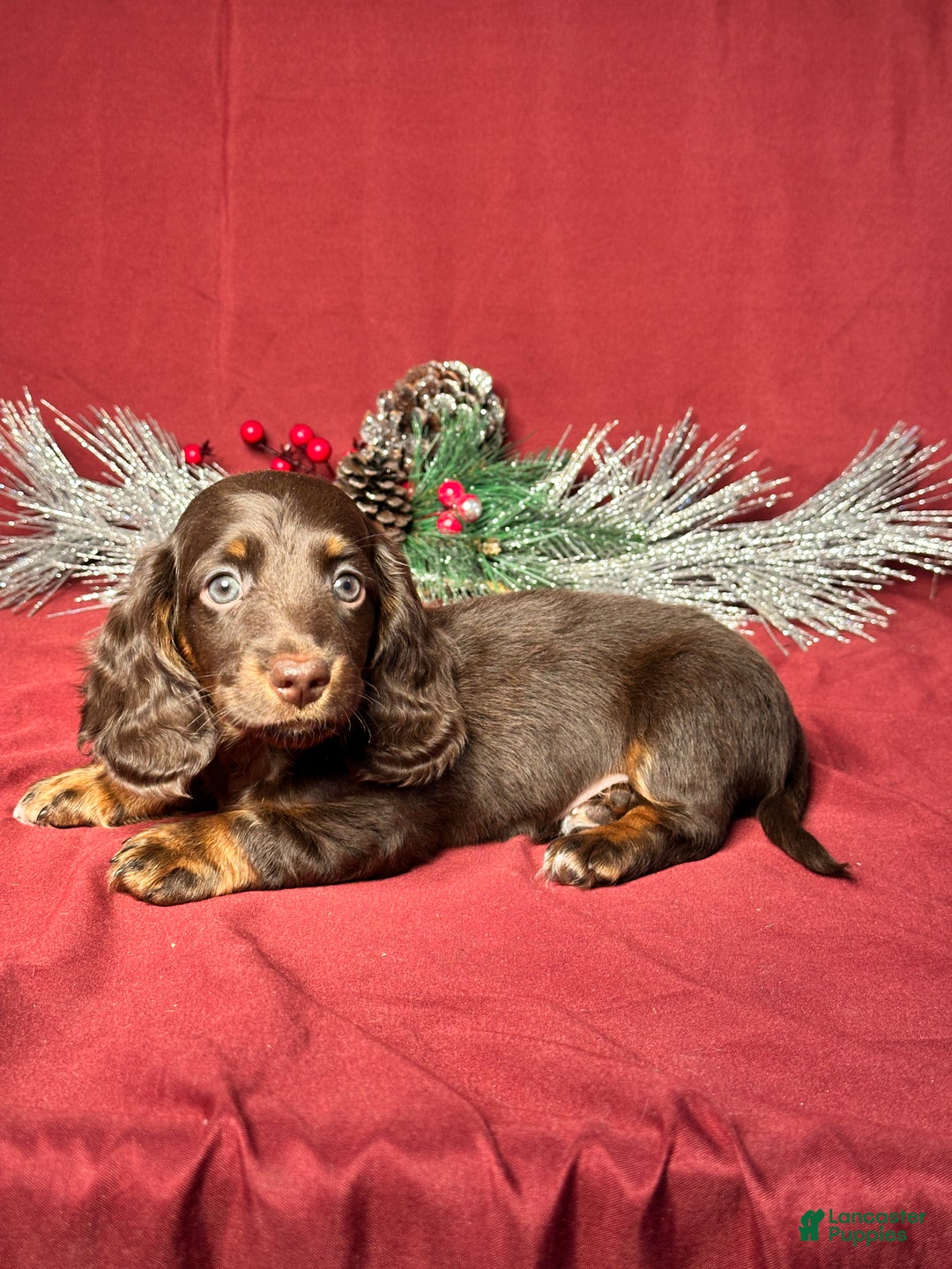 Miniature Dachshund dogs for sale: Andy - Ad 5