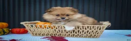 Pomeranian dogs for sale: 🐾 Meet Roxy — A Bouncy Little Ball of Fluff! 🐾 - Ad 7