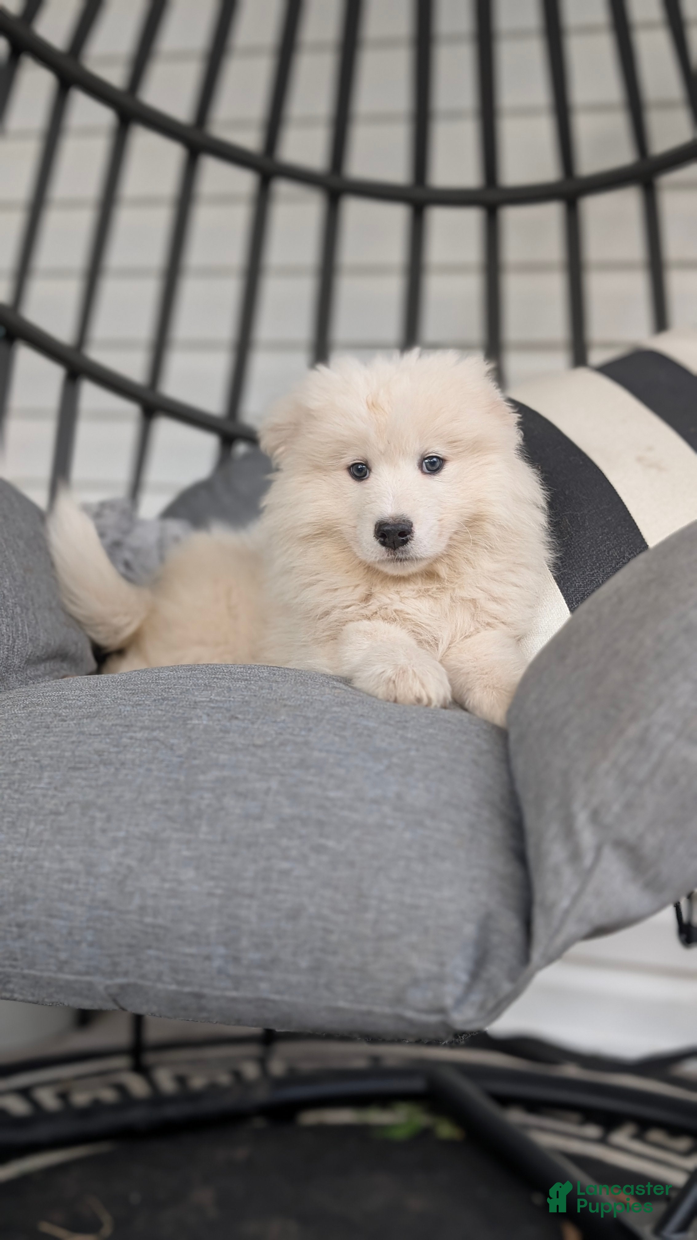Samoyed dogs Brady - Ad 2