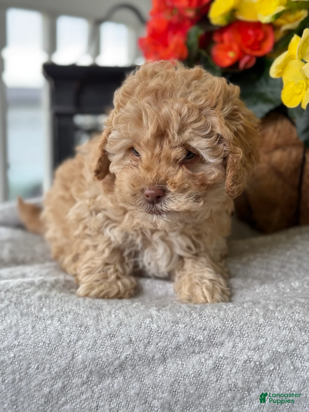 Mixed Breed dogs for sale: Quigley - Ad 2