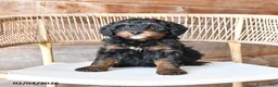 Mini Bernedoodle dogs for sale: Pepper - Ad 1