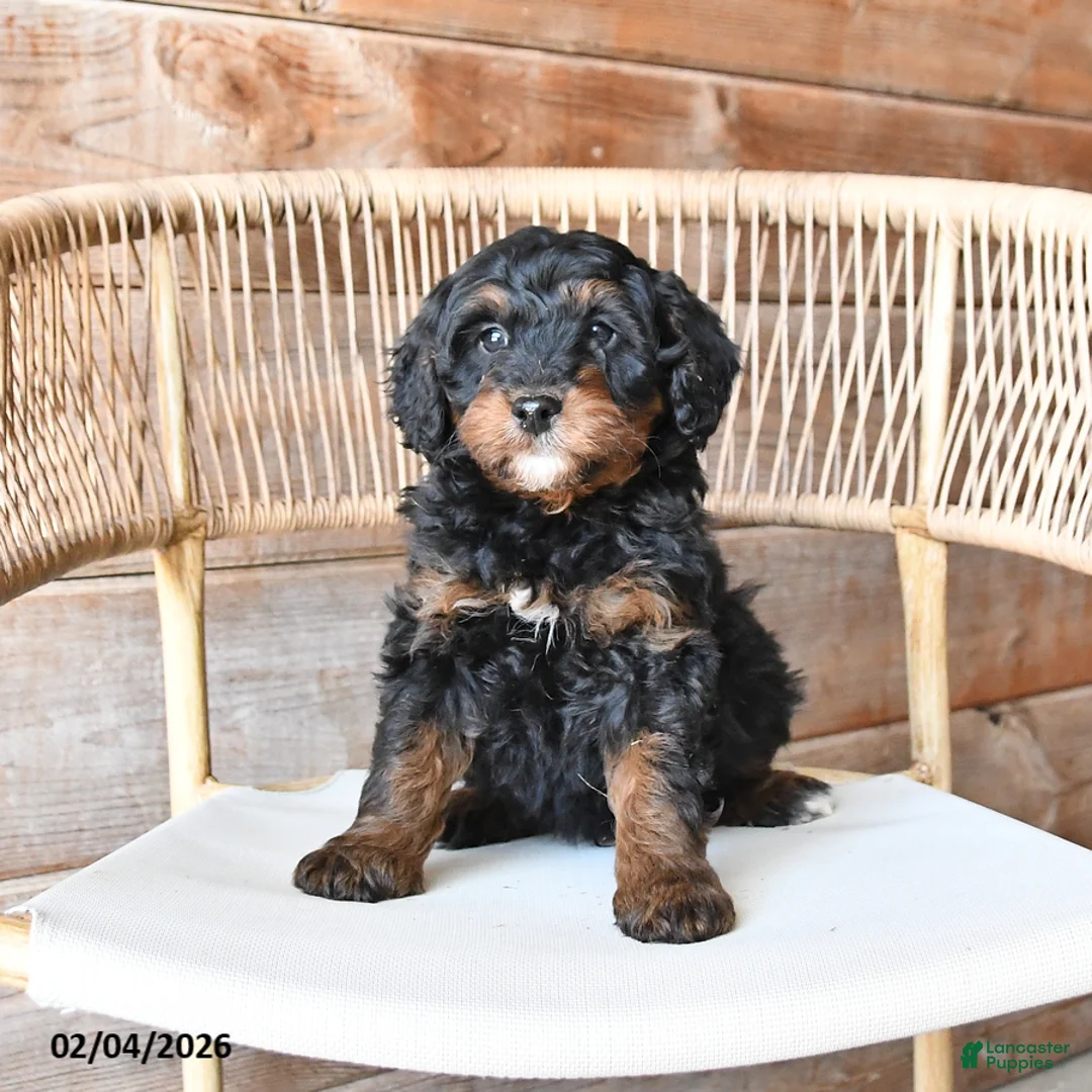 Mini Bernedoodle dogs for sale: Pepper - Ad 1