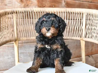 Mini Bernedoodle dogs Pepper - Ad 9