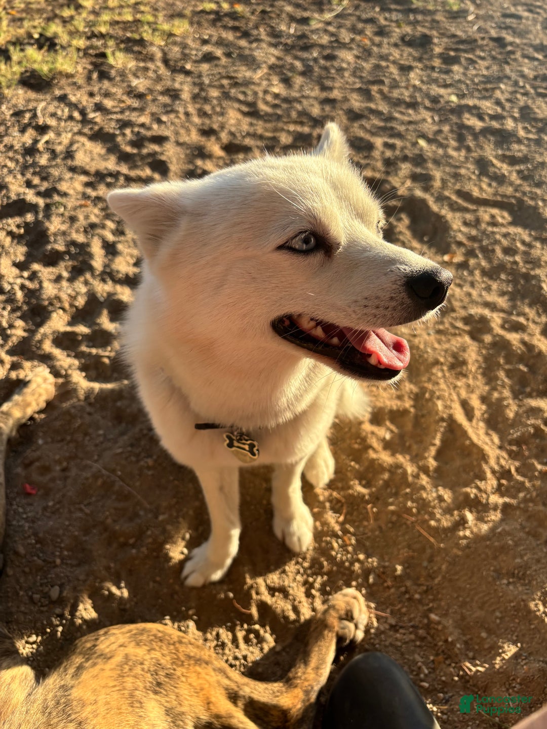 French Bulldog dogs for sale: Rosalita - Ad 6