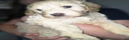 Goldendoodle dogs for sale: Mini Goldendoodle Female - Ad 3