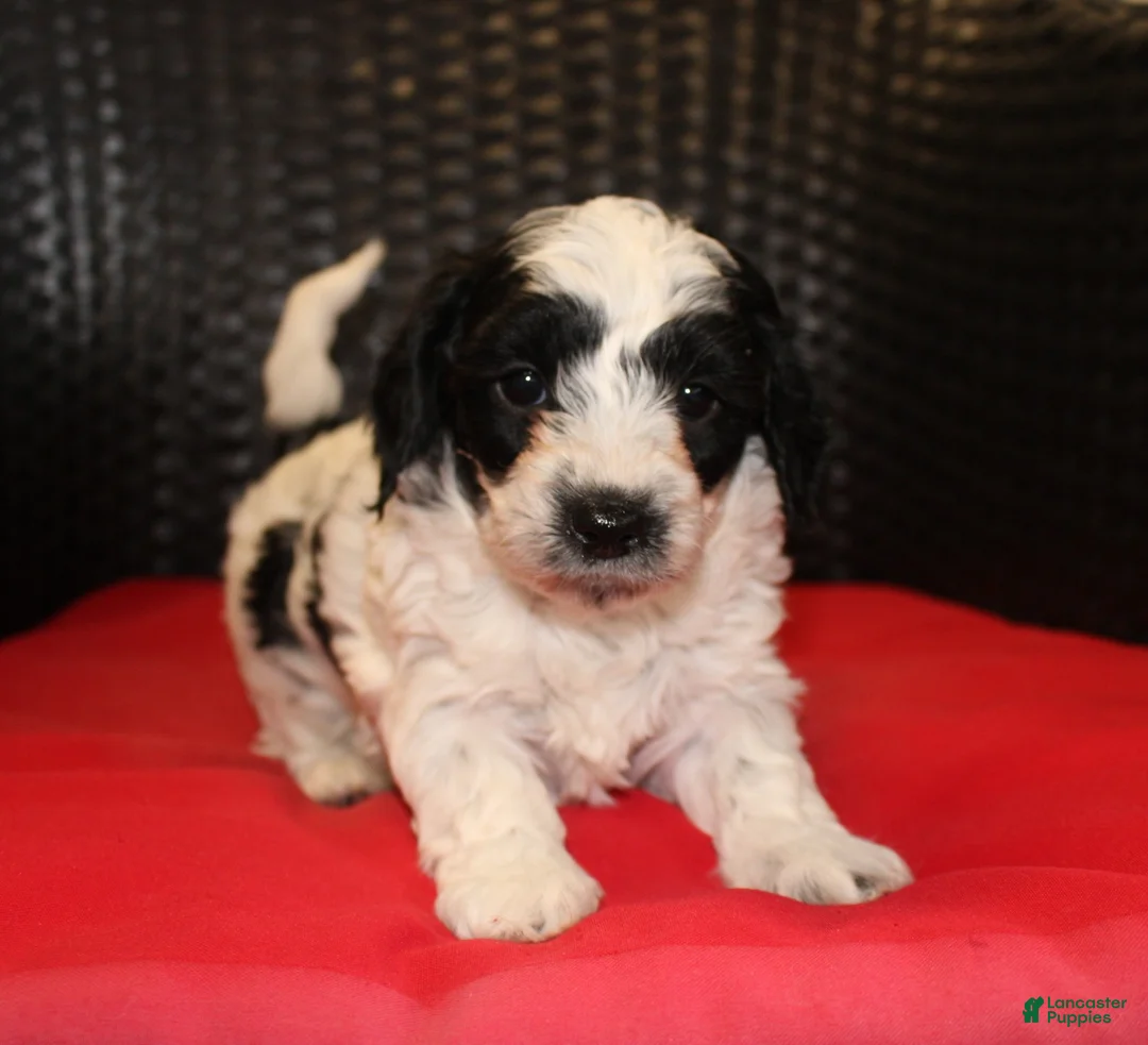 Mini Goldendoodle dogs for sale: Reba - Ad 1