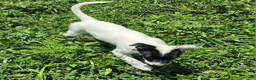 Mixed Breed dogs for sale: Bandit - Ad 3