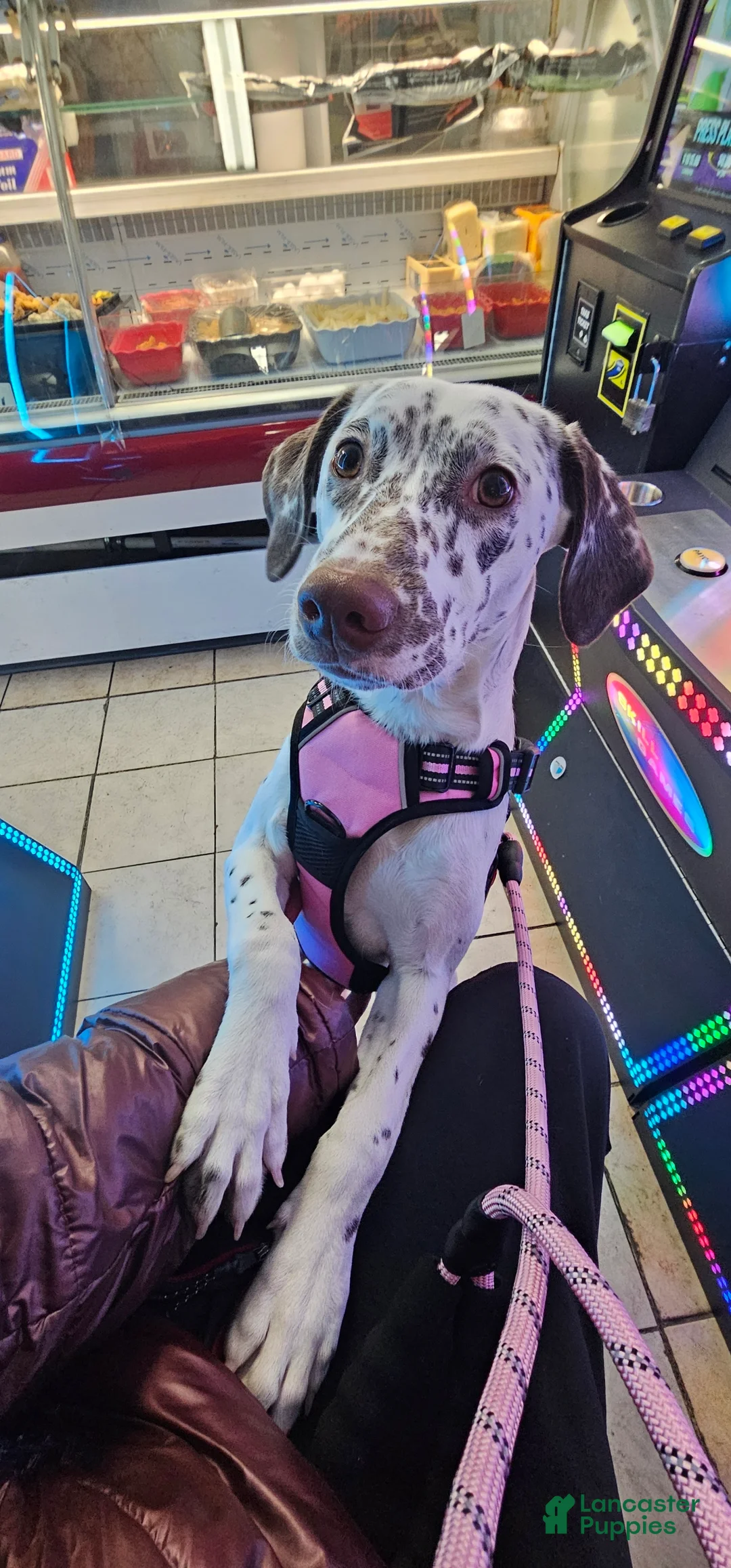 Mixed Breed dogs for sale: Freckles - Ad 2