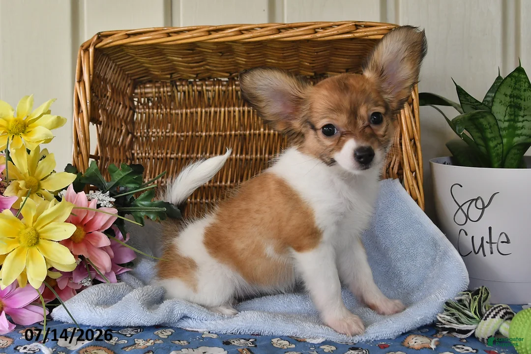 Papillon dogs for sale: Bonnie - Ad 1