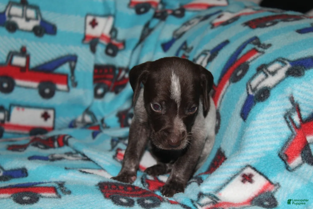 German Shorthaired Pointer dogs for sale: Winchester  - Ad 3