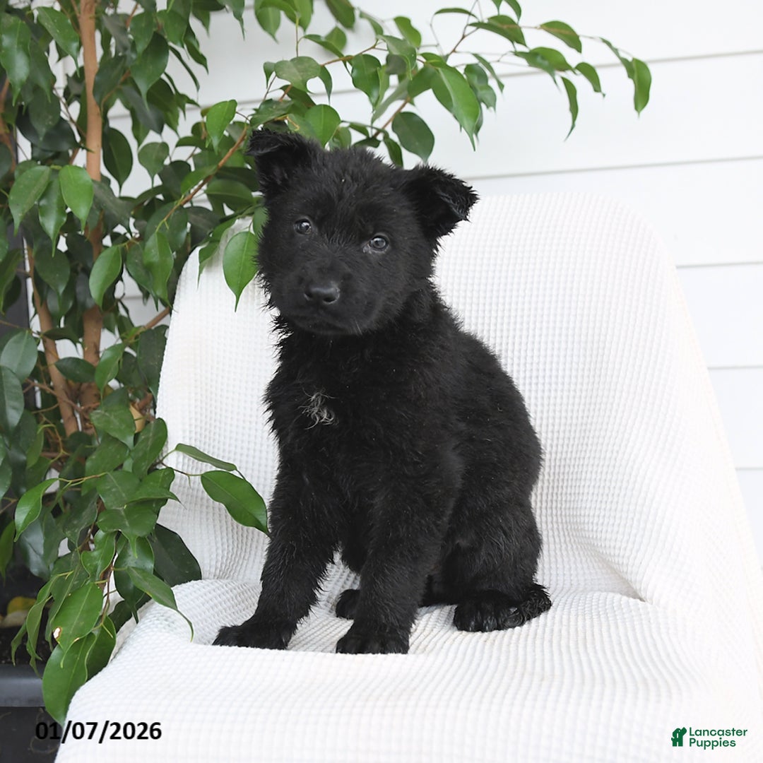 German Shepherd dogs for sale: Kimber - Ad 2