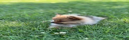 Pomeranian dogs for sale: Ruby - Ad 5