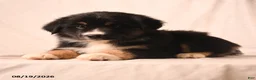 Miniature Australian Shepherd dogs for sale: Piper - Ad 4