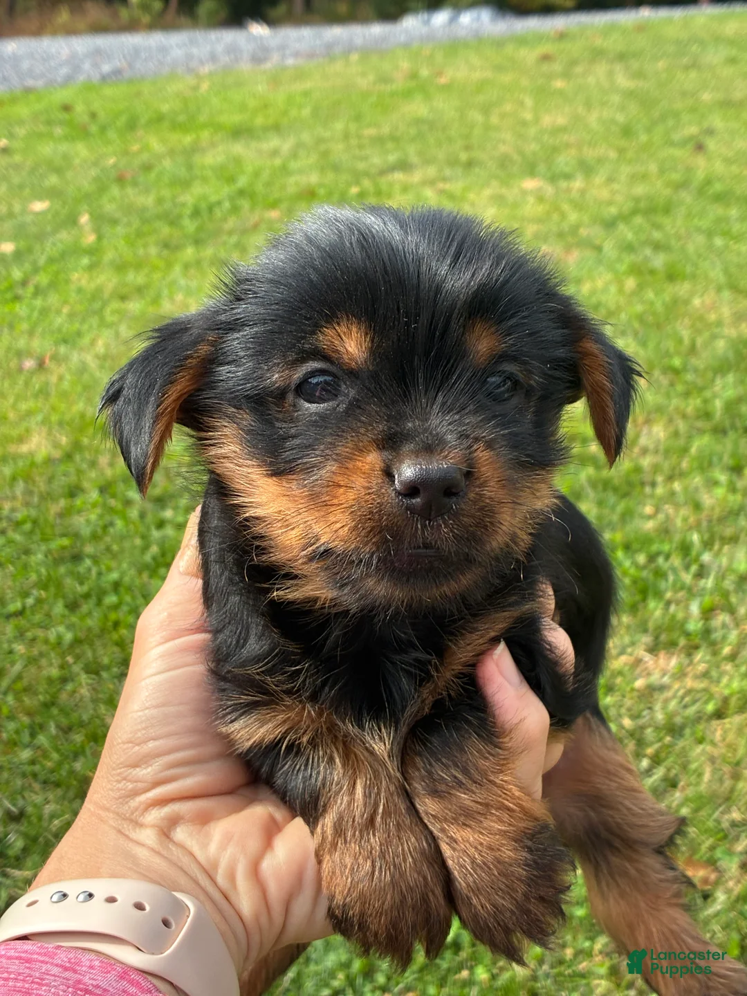 Yorkshire Terrier dogs for sale: Ollie - Ad 1