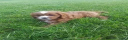 Cavapoo dogs for sale: Cavapoo 1 - Ad 12
