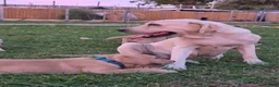 Labrador Retriever dogs for sale: Meet Your New Best Friend! Beautiful Yellow Male Labrador Retriever Puppies Available 💛 - Ad 11