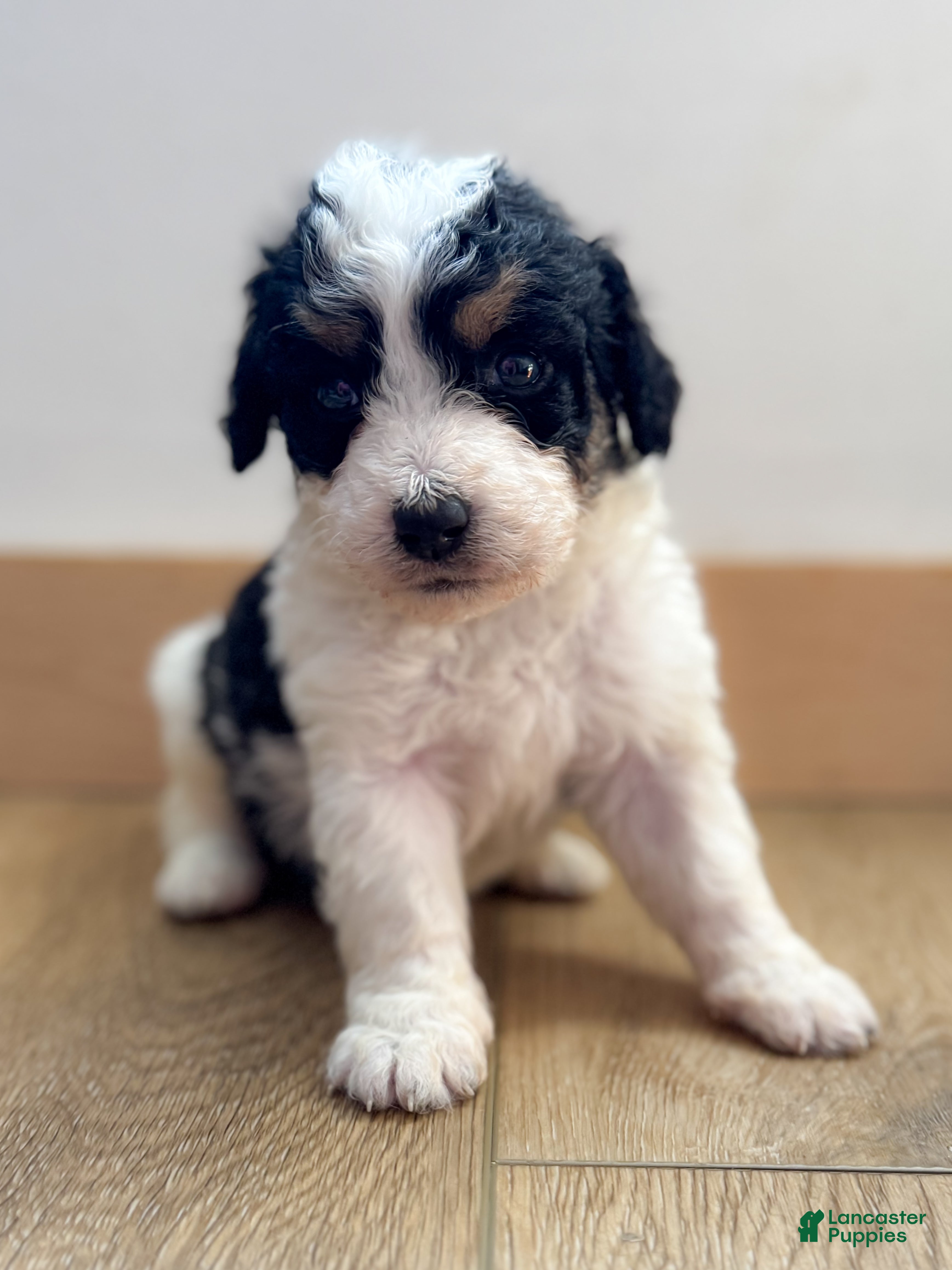 Mini Bernedoodle dogs for sale: Charlie - Ad 36