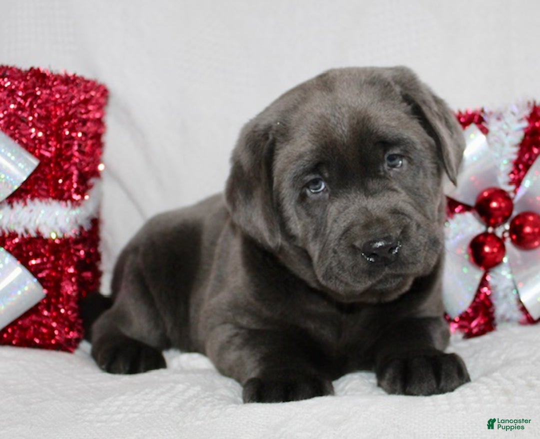 Labrador Retriever dogs for sale: Rosco - Ad 5