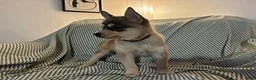 Pomsky dogs for sale: Freddy - Ad 5