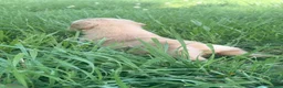 Golden Retriever dogs for sale: Bell - Ad 3